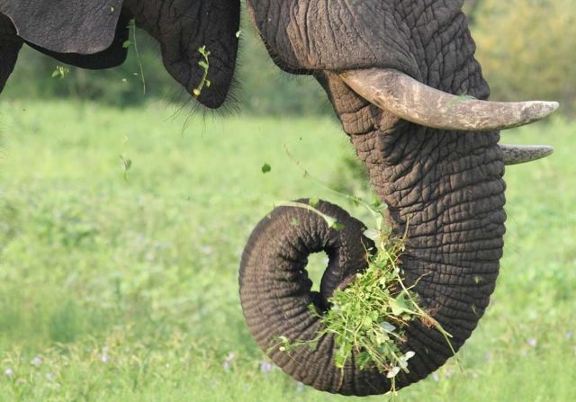 Elephant trunk picking up grass