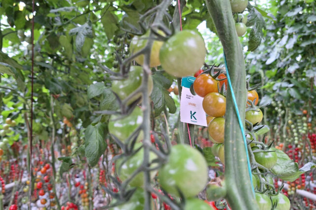 Biologische gewasbescherming gemakkelijker aanbrengen Biologische gewasbescherming gemakkelijker aanbrengen